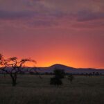 3 Days Budget Masai Mara Safari - What to Expect from the 3-Day Masai Mara Safari