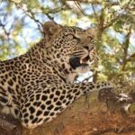 3 Days Budget Mid Range Safari Tour Tanzania - Authentic Opinions from Travelers