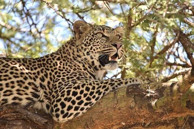 3 Days Budget Mid Range Safari Tour Tanzania - Authentic Opinions from Travelers