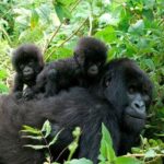 3 Days Bwindi Gorilla Trekking tour - The Value of the Tour