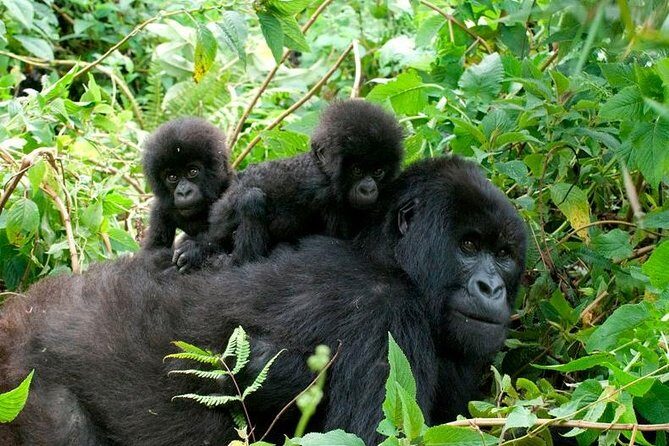 3 Days Bwindi Gorilla Trekking tour - The Value of the Tour