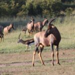 3 Days Camping Safari Tarangire, Lake Manyara and Ngorongoro Crater - Detailed Breakdown of the Itinerary