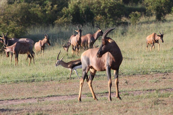 3 Days Camping Safari Tarangire, Lake Manyara and Ngorongoro Crater - Detailed Breakdown of the Itinerary
