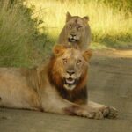 3 Days Durban Safari Tour Package - The Value of Expert Guides and Rich Wildlife Sightings