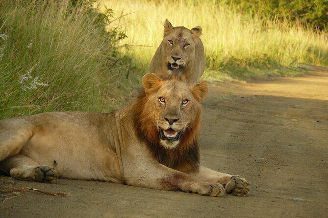3 Days Durban Safari Tour Package - The Value of Expert Guides and Rich Wildlife Sightings