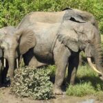 3 Days Elephants Safari at Mole Park with Round - trip flights - What This Tour Means for You