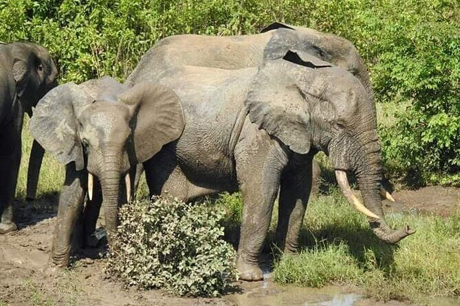 3 Days Elephants Safari at Mole Park with Round - trip flights - What This Tour Means for You