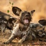 3 Days Explore Selous Game Reserve + Boat safari + bushman walking - Why This Tour Works Well