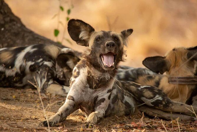 3 Days Explore Selous Game Reserve + Boat safari + bushman walking - Why This Tour Works Well
