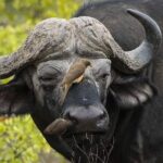 3 Days Explore Zambia Zimbabwe and Chobe Park in Botswana - Final Thoughts: Is This Tour Right for You?