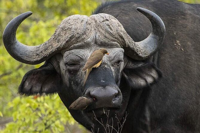 3 Days Explore Zambia Zimbabwe and Chobe Park in Botswana - Final Thoughts: Is This Tour Right for You?