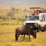 3 days fly in safari - Authentic Experiences and Guest Insights