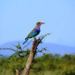 3 Days - Game Viewing Safari in Nyerere National Park - The Sum Up: Is This Safari Right for You?