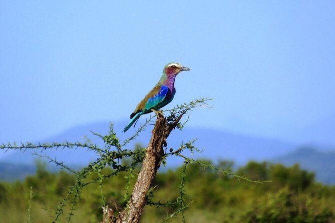 3 Days - Game Viewing Safari in Nyerere National Park - The Sum Up: Is This Safari Right for You?