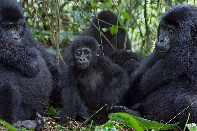 3 Days Gorilla Adventure Safari in Uganda - What’s Included & What’s Not