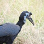 3 Days gorilla tracking - Key Points