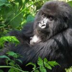 3 days Gorilla tracking Bwindi and Lake Bunyonyi Relaxation - Why Youll Love This Tour