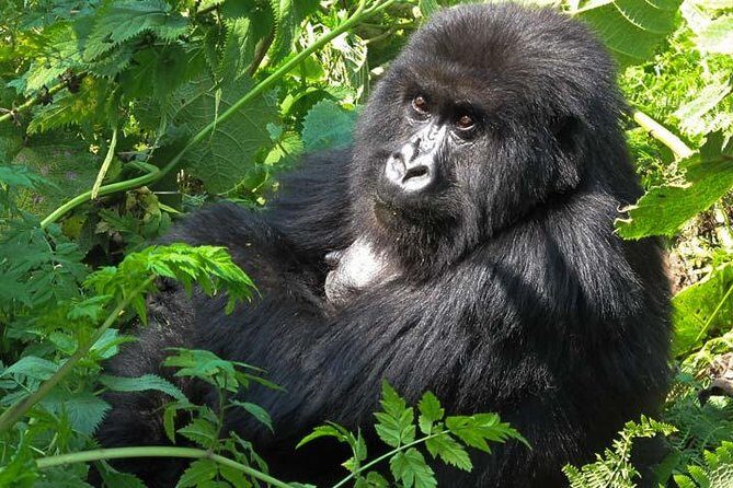 3 days Gorilla tracking Bwindi and Lake Bunyonyi Relaxation - Why Youll Love This Tour