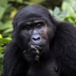 3 Days Gorilla Trekking Expedition Uganda - Deep Dive into the Itinerary