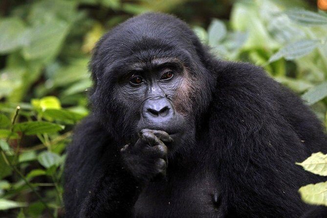 3 Days Gorilla Trekking Expedition Uganda - Deep Dive into the Itinerary
