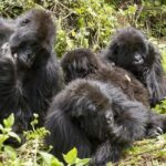 3 days Gorilla Trekking in Bwindi Inpenetrable national Park - An Introduction to the Tour Experience