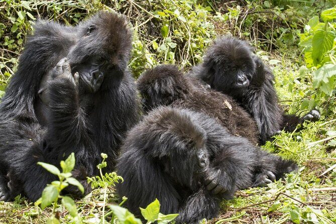 3 days Gorilla Trekking in Bwindi Inpenetrable national Park - An Introduction to the Tour Experience