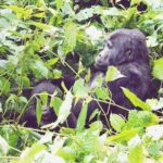 3 Days Gorilla Trekking Safari - Transportation and Group Size
