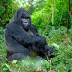 3 Days gorilla trekking Safari tour in Uganda - Practical Details and What You Need to Know