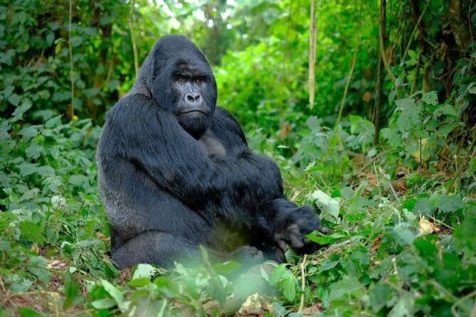 3 Days gorilla trekking Safari tour in Uganda - Practical Details and What You Need to Know