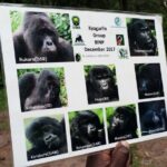 3 Days Gorilla trekking Safari Uganda, Bwindi Impenetrable Forest - What’s Included and What to Expect