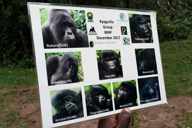 3 Days Gorilla trekking Safari Uganda, Bwindi Impenetrable Forest - What’s Included and What to Expect