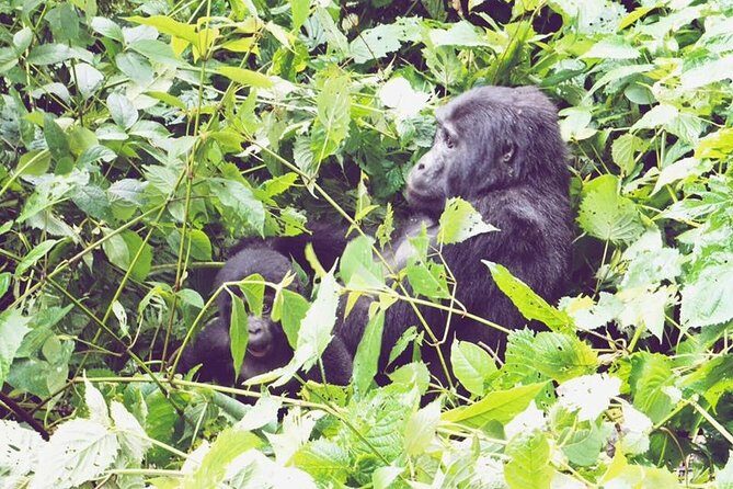 3 Days Gorilla Trekking Safari - Transportation and Group Size