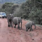 3 days group joining safari to Maasai Mara with a Land Cruiser Jeep - Practical Details & Considerations