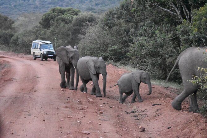 3 days group joining safari to Maasai Mara with a Land Cruiser Jeep - Practical Details & Considerations