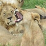 3 days group joining safari to Masai Mara with a Land CruiserJeep - Why This Safari Is a Great Value