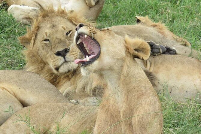 3 days group joining safari to Masai Mara with a Land CruiserJeep - Why This Safari Is a Great Value