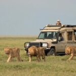 3 Days Group Joining Serengeti and Ngorongoro Safari - What Past Travelers Are Saying