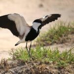 3 Days Group Safari To Queen Elizabeth Park In Uganda. - What Makes This Tour a Great Pick?