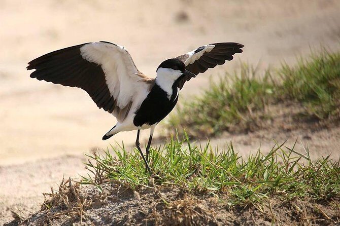 3 Days Group Safari To Queen Elizabeth Park In Uganda. - What Makes This Tour a Great Pick?