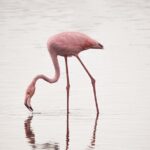 3 days Group tour Tarangire, Ngorongoro & lake manyara park - What’s Included & What’s Not