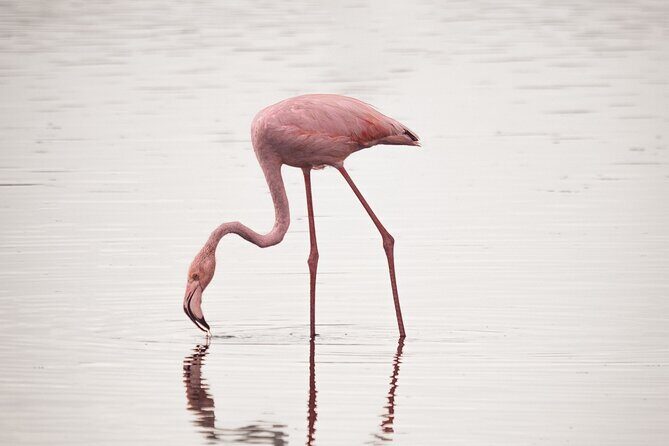 3 days Group tour Tarangire, Ngorongoro & lake manyara park - What’s Included & What’s Not