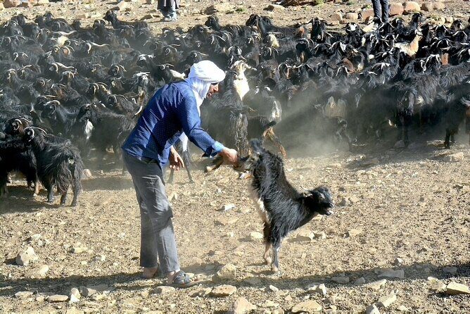 3 Days Homestay with Last Berber Nomads in The Atlas Mountains - How Do the Logistics Work?