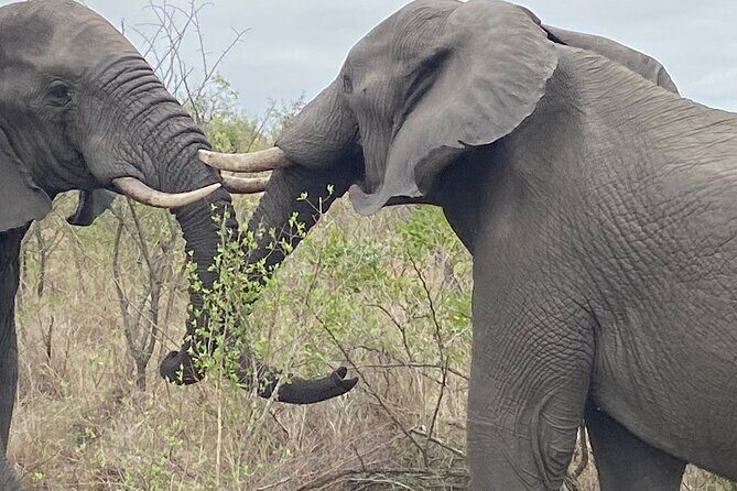 3 Days Johannesburg - Kruger Safari- Blyde River Canyon - The Journey Begins: Navigating the First Day