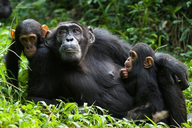 3 Days Kibale National Park Chimpanzee Tracking - Exploring Uganda’s Wildlife and Landscapes in Three Days