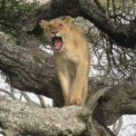 3 days leopard safaris - Why This Tour Offers Great Value