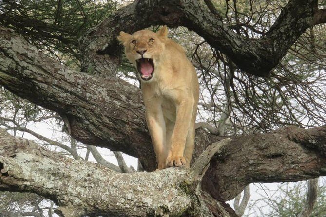 3 days leopard safaris - Why This Tour Offers Great Value