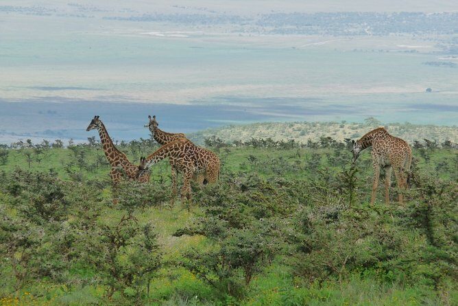 3 Days Lodge Safari - What Travelers Say