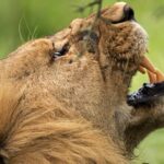 3 Days Luxury Lodge Safari in Tanzania - What Makes This Tour Stand Out?