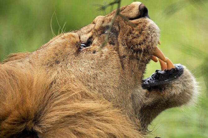 3 Days Luxury Lodge Safari in Tanzania - What Makes This Tour Stand Out?