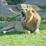 3 Days Luxury Safari - The Sum Up